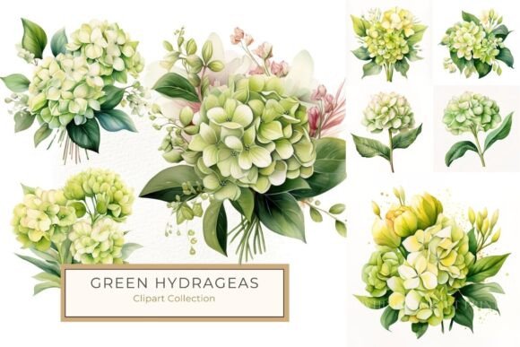 Download Lush Green and Yellow Hydrangea Clipart - Art Collection